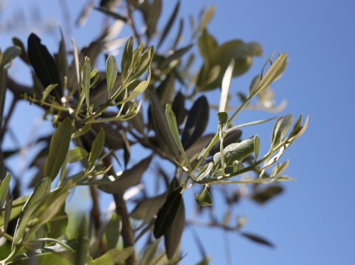 Τριήμερο ψεκασμών για τον δάκο