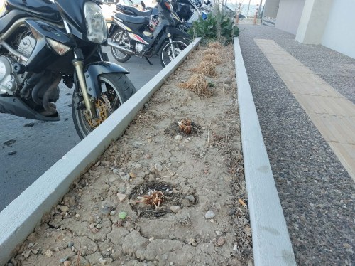 Εγκατάλειψη στις ζαρντινιέρες του αεροδρομίου Χίου