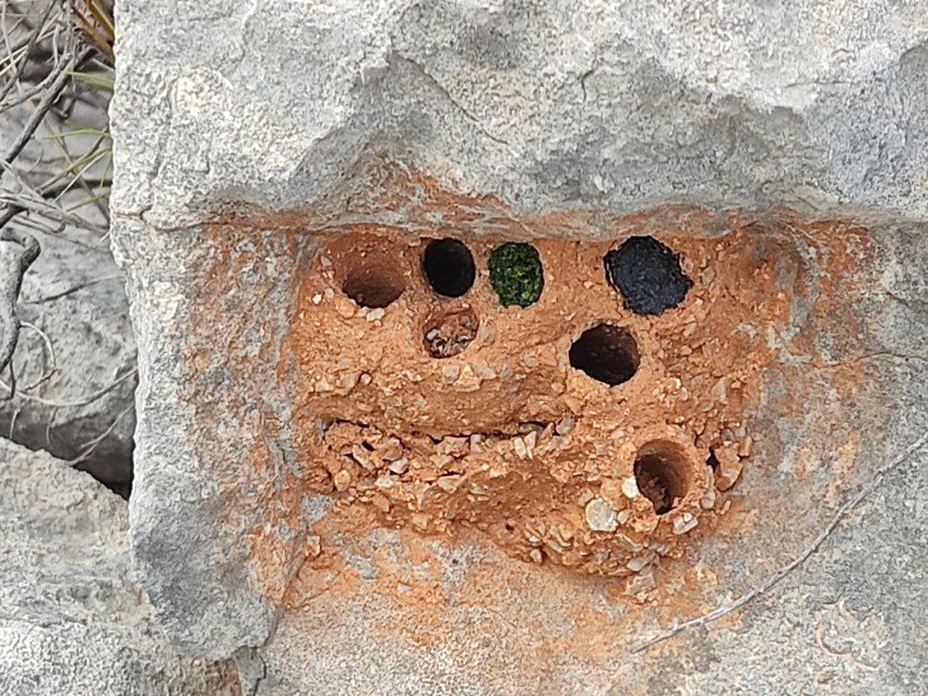 Εικόνα 9: Φωλιά από κάποιο είδος άγριας μέλισσας κοντά στο χωριό Βέσσα τον Απρίλιο του 2021(φωτογραφία Γ. Νάκας).