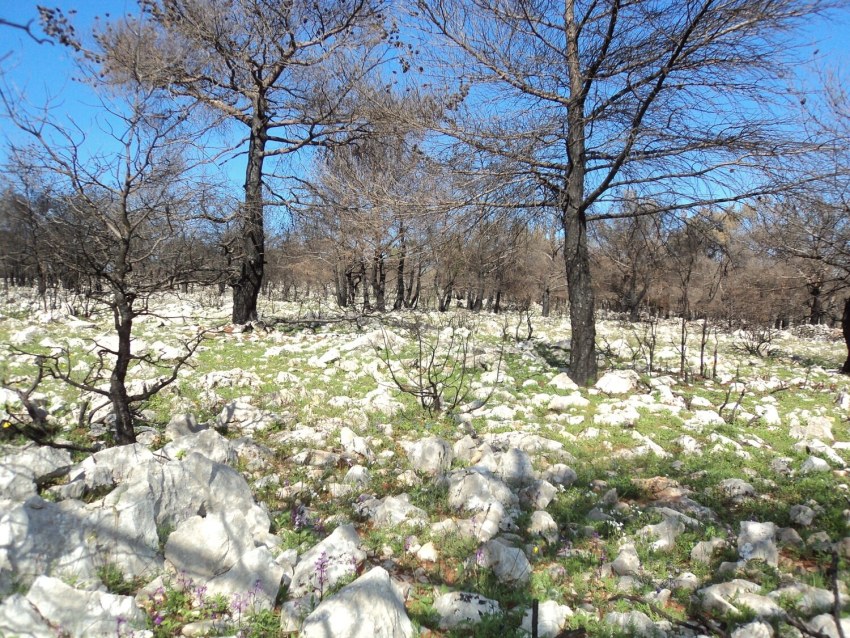 Εικόνα 4: Περιοχή δειγματοληψίας κατά την πρώτη μεταπυρική χρονιά κοντά στο χωριό Αγ. Γεώργιος Συκούσης τον Απρίλιο του 2013 (φωτογραφία Γ. Νάκας).