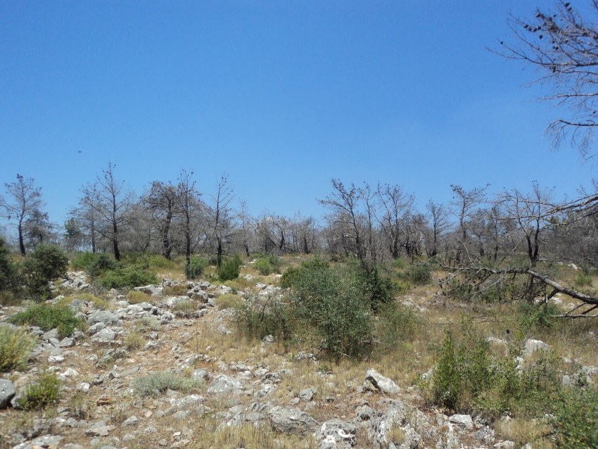 Εικόνα 5: Περιοχή δειγματοληψίας κατά την τρίτη μεταπυρική χρονιά κοντά στο χωριό Αγ. Γεώργιος Συκούσης τον Ιούνιο του 2015 (φωτογραφία Γ. Νάκας).