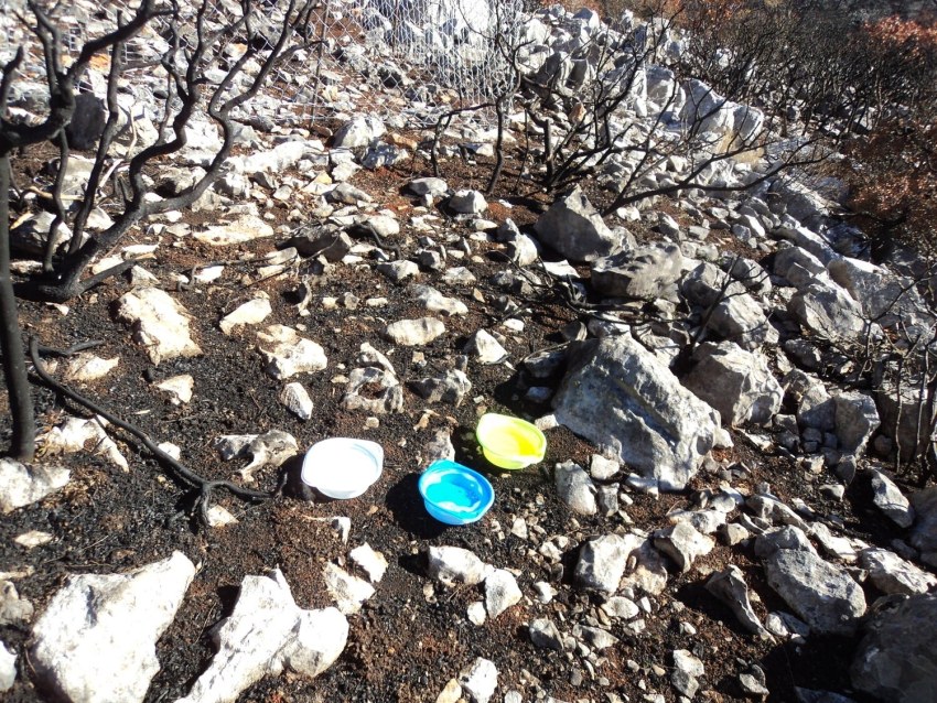 Εικόνα 2: Δειγματοληψίες με παγίδες τον Νοέμβριο του 2012 σε περιοχή κοντά στο χωριό Βέσσα (φωτογραφία Γ. Νάκας). 