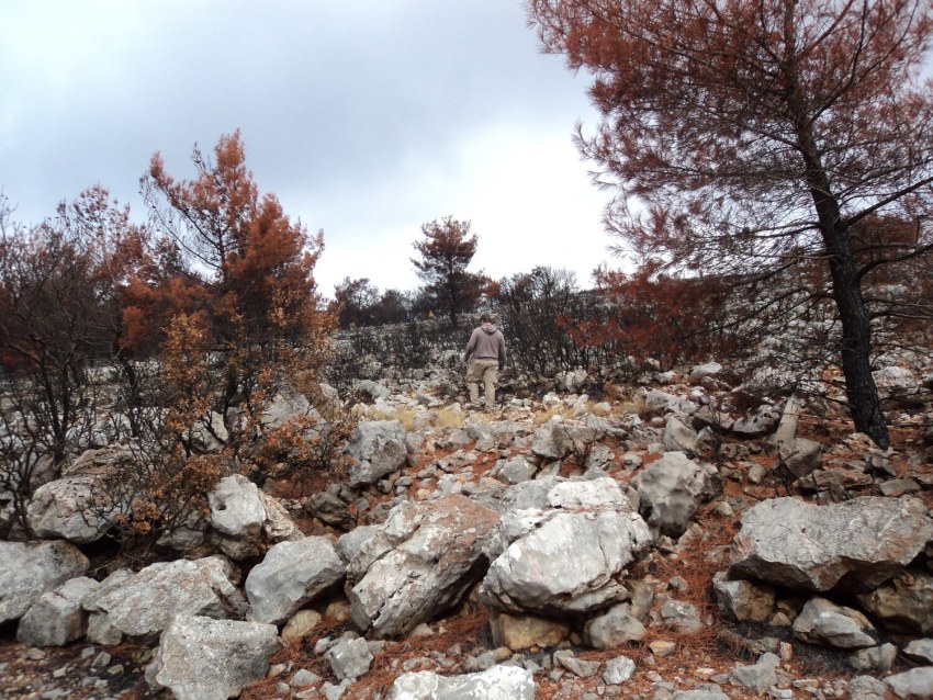 Εικόνα 1: Το μέλος της ομάδας του Εργαστηρίου Βιογεωγραφίας και Οικολογίας, Γεώργιος Νάκας, κατά την επιτόπια έρευνα σε περιοχή κοντά στο χωριό Αγ. Γεώργιος Συκούσης τον Οκτώβριο του 2012 (φωτογραφία T. Tscheulin).
